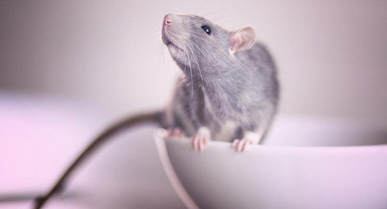 Was ist das beste Rattengift?