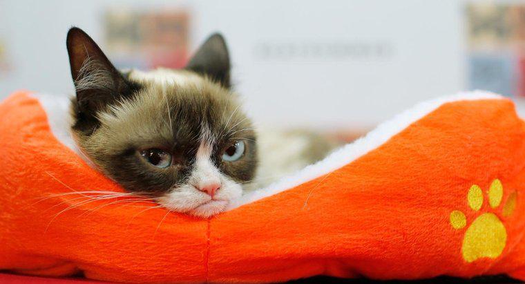 Welche Katzenrasse ist Grumpy Cat?