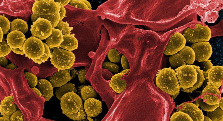 Vier Möglichkeiten, wie Bakterien für den Menschen hilfreich sein können