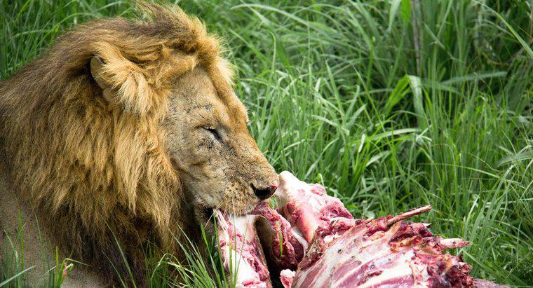 Wie viel essen Lions?