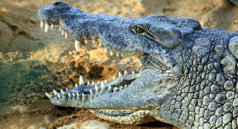 Was ist der wissenschaftliche Name für ein Krokodil?