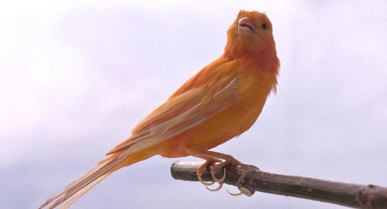 Was ist ein Rotfaktor-Kanarienvogel?