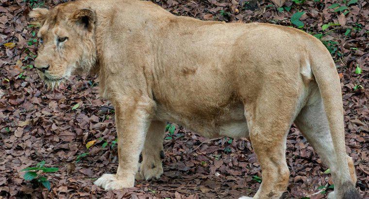 Leben Löwen im Regenwald?