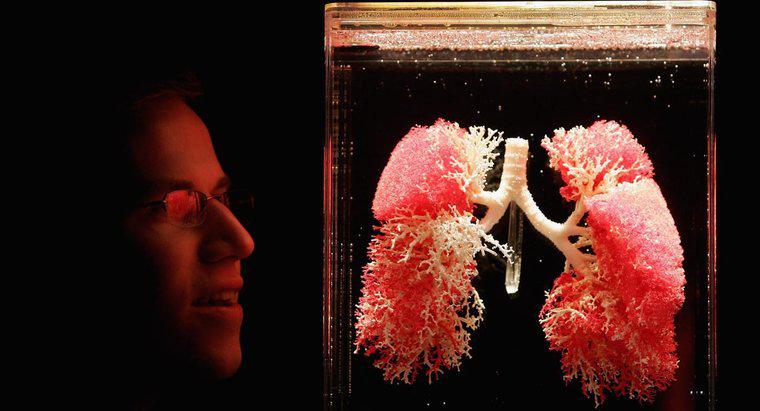 Was ist die Struktur und Funktion der Atemmembran?