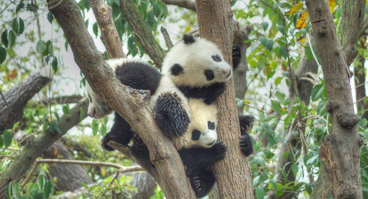 Wie vermehren sich Pandas?