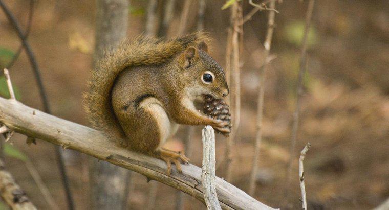 Essen Eichhörnchen Tannenzapfen?