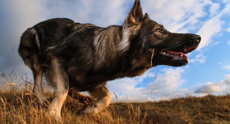 Was ist der Unterschied zwischen einem King Shepherd vs. ein Deutscher Schäferhund?