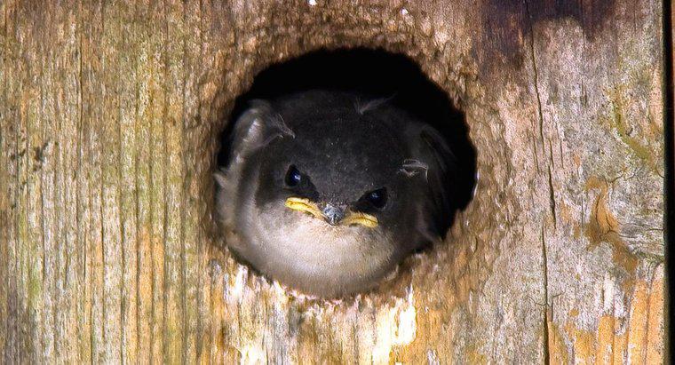 Welche Art von Vögeln bauen Nest aus Schlamm?