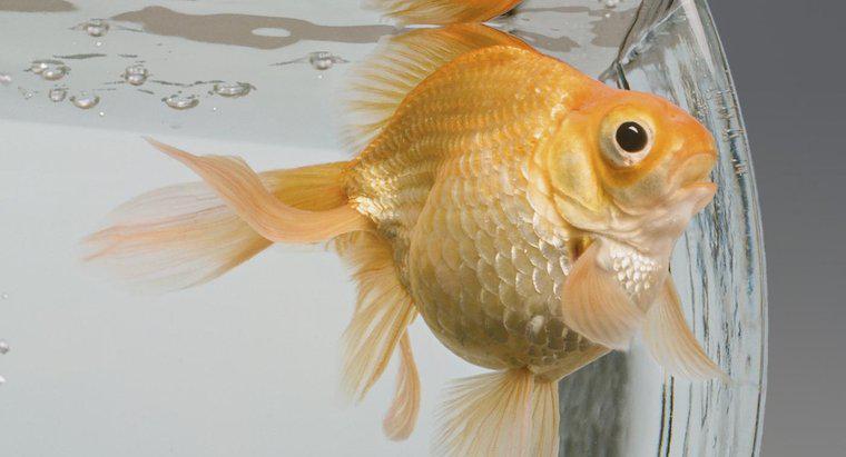 Welche Fische sind mit Goldfischen kompatibel?