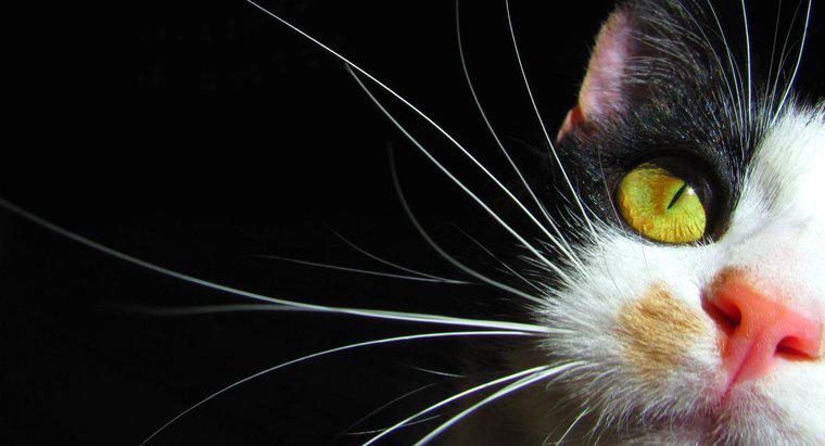 Warum haben Katzen Schnurrhaare?