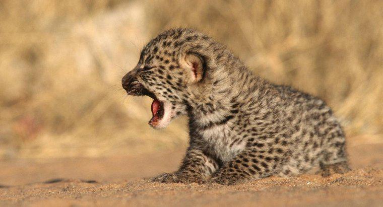 Wie heißt ein Babyleopard?