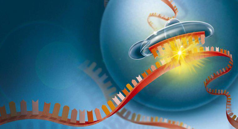 Warum ist RNA für die Zelle wichtig?