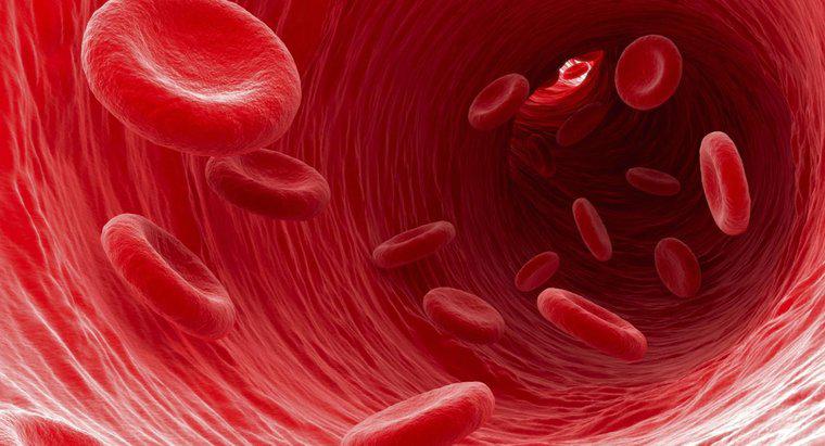 Welche Art von Blutkörperchen transportieren Abfall von den Zellen weg?
