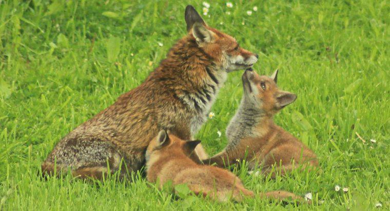 Kümmert sich der Vater oder die Mutter um einen neugeborenen Fuchs?