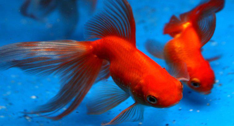 Wie lange leben Goldfische?