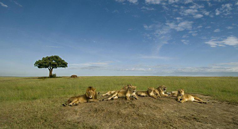 Dominieren Löwen wirklich die afrikanische Tierwelt?