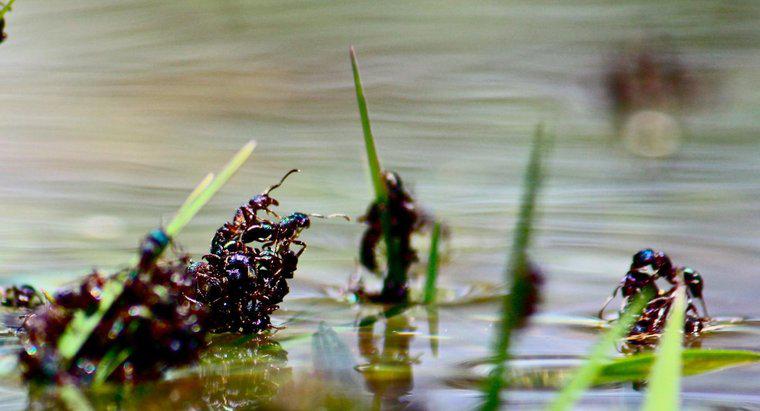 Ertrinken Ameisen im Wasser?