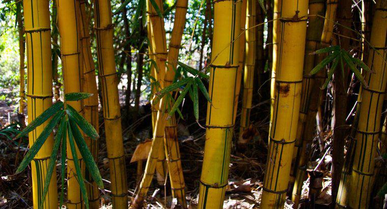 Warum werden Bambusstiele gelb?