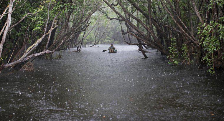 Was ist der jährliche Niederschlag des Amazonas-Regenwaldes?