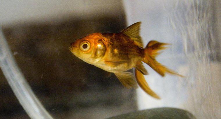 In welchem ​​Alter ändern Goldfische die Farbe von Schwarz zu Gold?