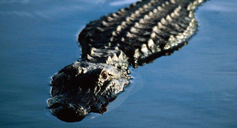 Wie atmen Alligatoren unter Wasser?