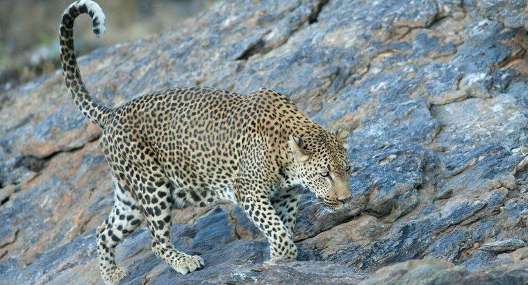 Was ist die Höchstgeschwindigkeit eines Leoparden?