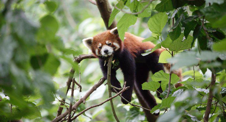 Was wird getan, um den Roten Panda zu retten?