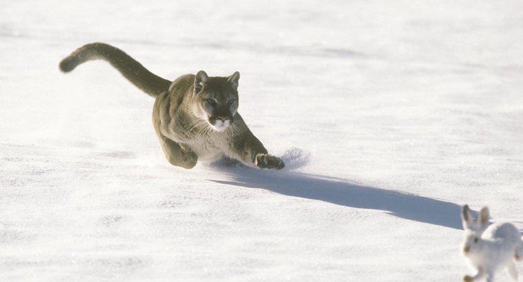 Wie schnell kann ein Panther laufen?