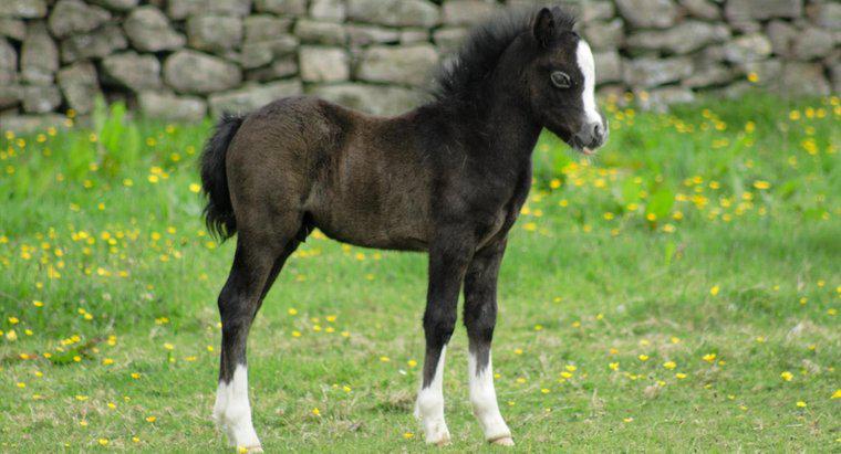 Kann ein neugeborenes Pferd laufen?