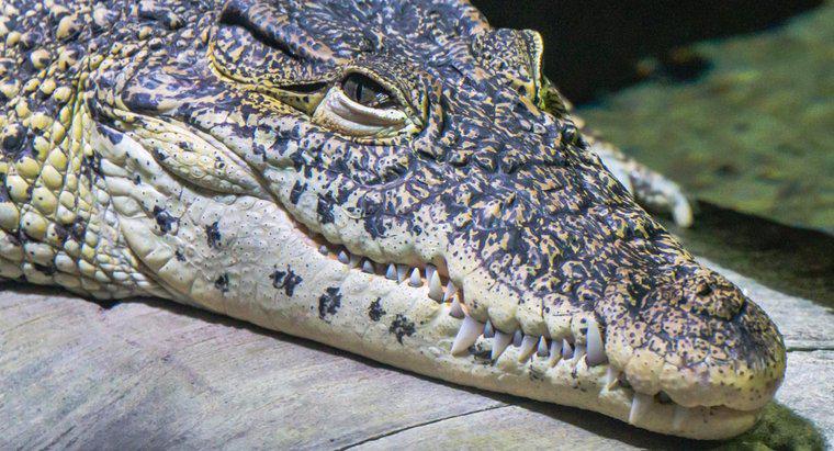 Was fressen Krokodile?