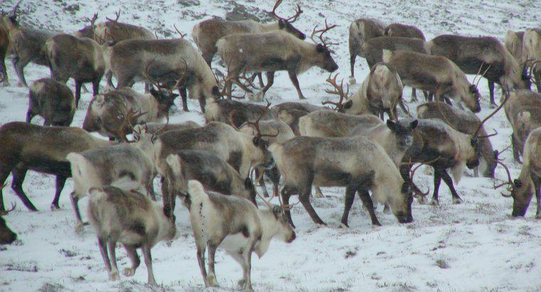 Welche Tiere leben in der Tundra?