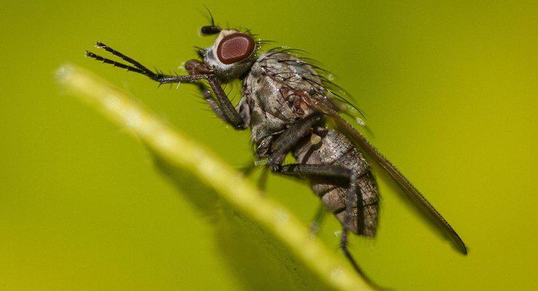 Wie lange leben Stubenfliegen?