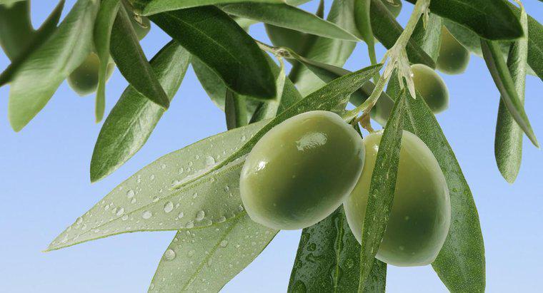 Wie oft gießen Sie einen Olivenbaum?