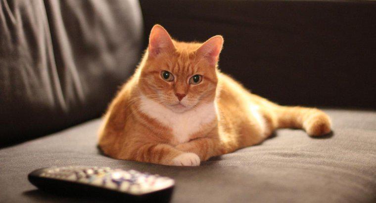 Sind alle orangefarbenen Katzen männlich?