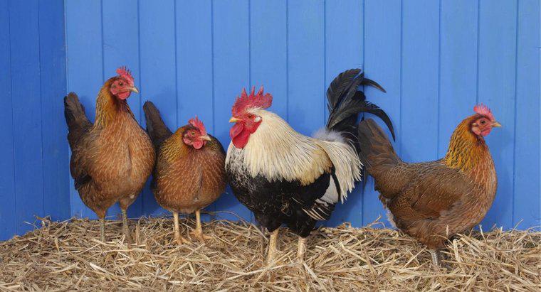 Was ist der Unterschied zwischen einer Henne und einem Huhn?