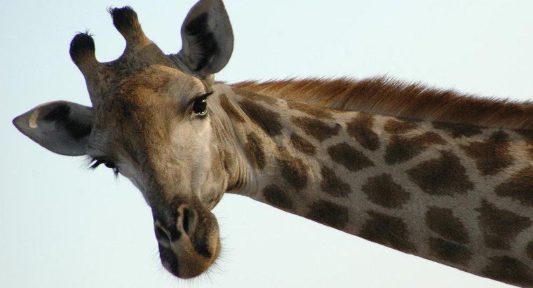 Warum haben Giraffen Hörner?