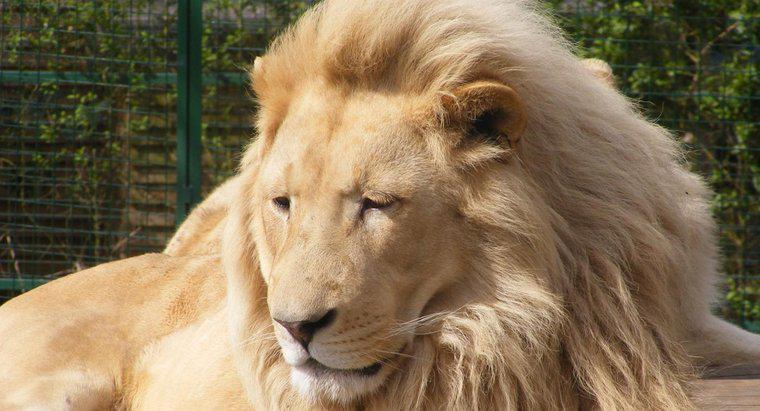 Warum werden Löwen als König des Dschungels bezeichnet?