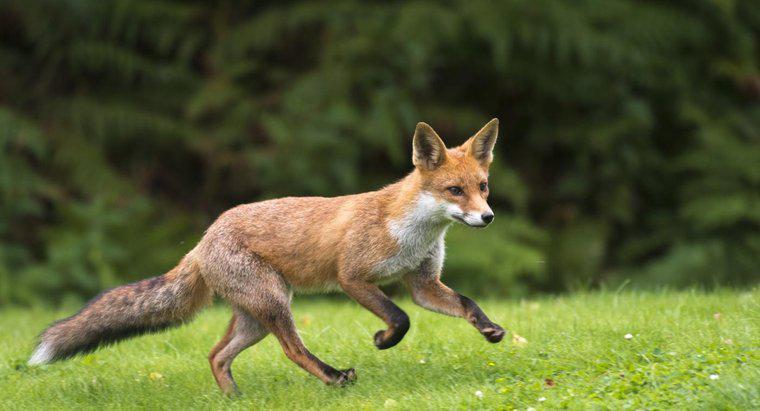 Wie schnell kann ein Fuchs laufen?