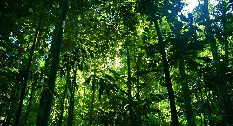 Wie viele Regenwälder gibt es auf der Welt?