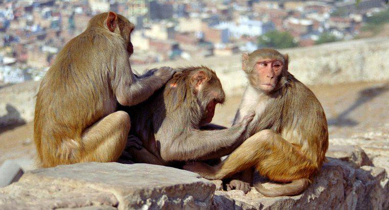 Was ist der Lebenszyklus eines Affen?
