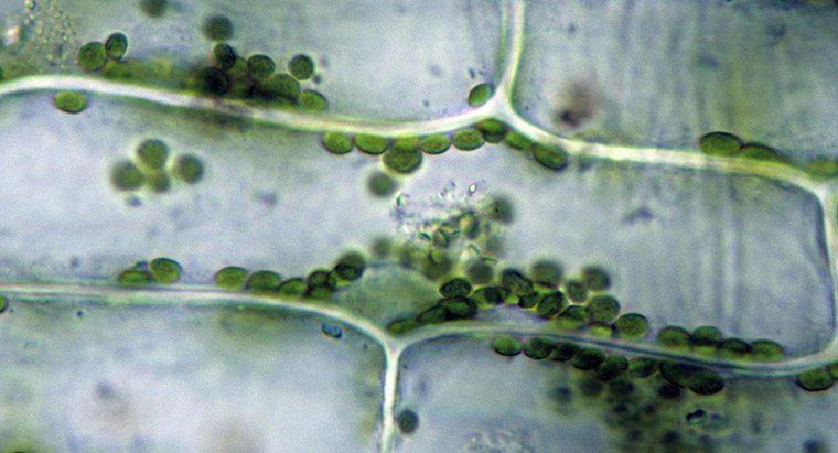 Warum sind Chloroplasten grün?