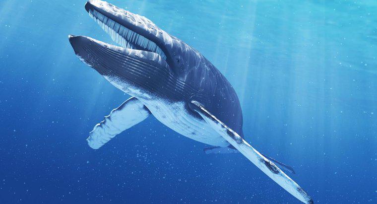 Wie viel wiegt die Zunge eines Blauwals?