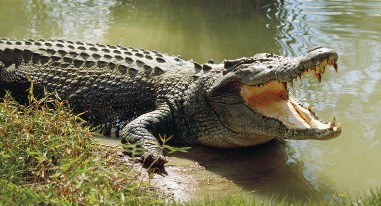 Was ist die durchschnittliche Lebensdauer eines Krokodils?