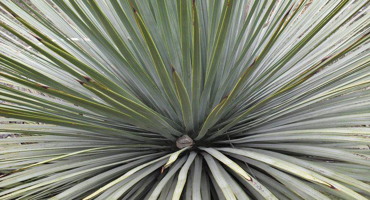 Kann man eine Yucca-Pflanze spalten?