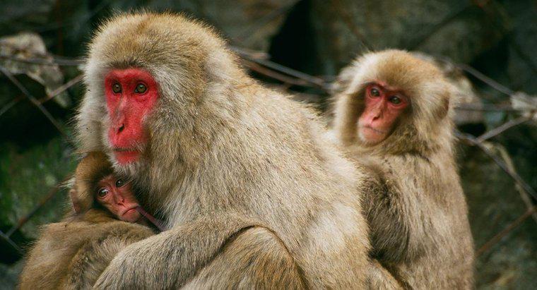 Was ist die Population der Affen auf dem Planeten?