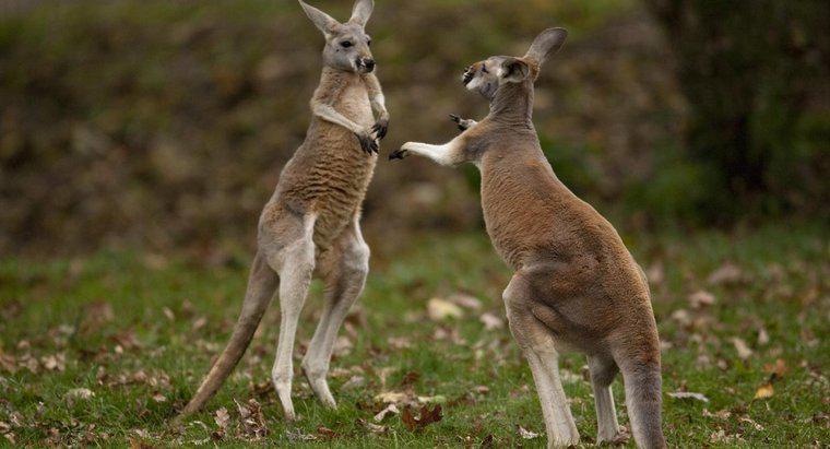 Wie heißt ein männliches Känguru?