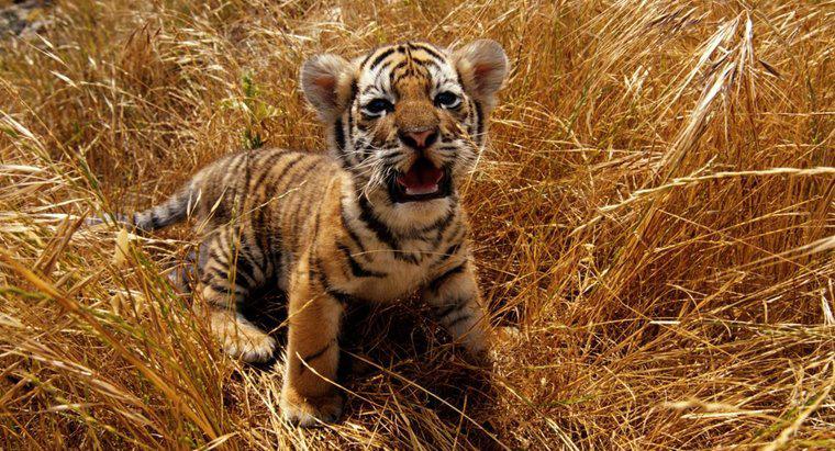 Welche Augenfarbe haben Tigerbabys?