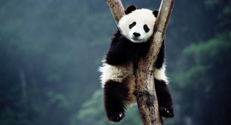 Warum sterben Riesenpandas aus?