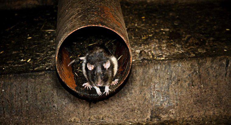 Warum sind Ratten gefährlich für den Menschen?
