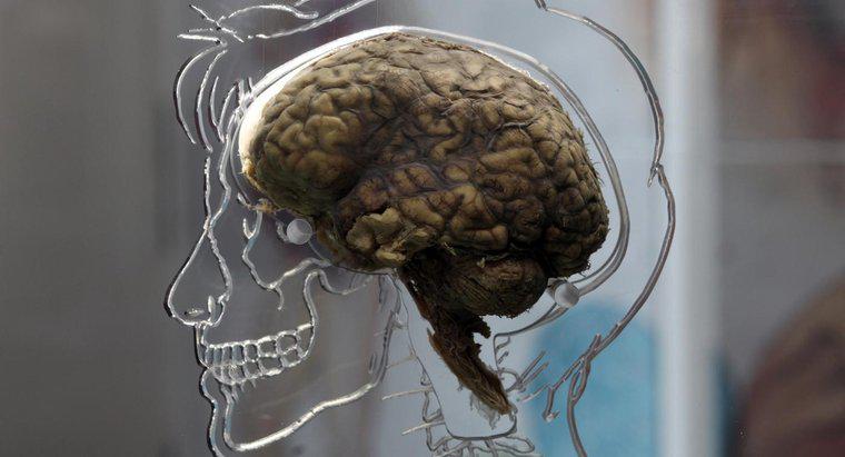 Was sind die Symptome einer Hirnläsion?